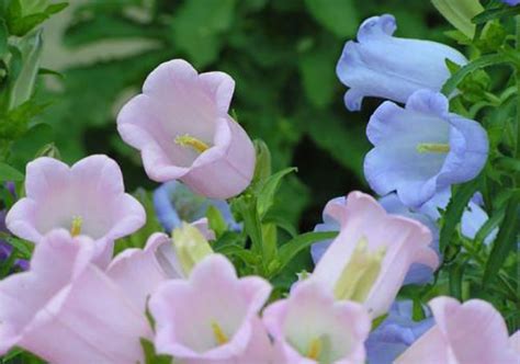 風鈴花花語|风铃草的花语及传说